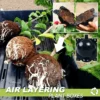 Air Layering Plant Boxes 3 STK