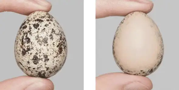 Vandtæt Perfect Coverage Concealer - Image 3