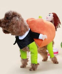 Poochy Pumpkin Halloween Outfit